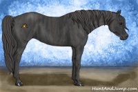 Horse Color:Black  Brindle