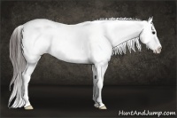 Horse Color:Brown Roan Sabino Appaloosa 