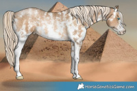Horse Color:Chocolate Palomino Pearl Sabino  Brindle