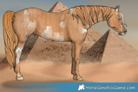 Horse Color:Chocolate Palomino Pearl Sabino Brindle