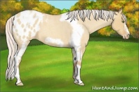 Horse Color:Silver Amber Champagne Roan Dun Splash Tobiano Frame Appaloosa Rabicano 
