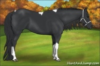 Horse Color:Black Sabino Tobiano Rabicano