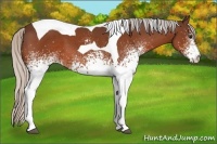 Horse Color:White Spotted Silver Bay Tobiano