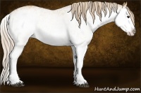 Horse Color:White Spotted Red Dun Splash 