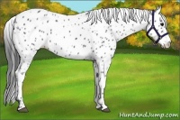 Horse Color:Blue Roan Appaloosa 