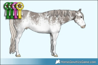 Horse Color:White Spotted Silver Black Sabino 