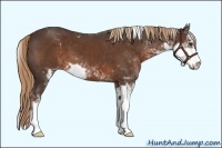 Horse Color:Liver Chestnut Sabino 