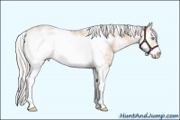 Horse Color:Palomino Pearl Sabino Frame 