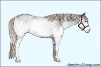 Horse Color:White Spotted Silver Black 