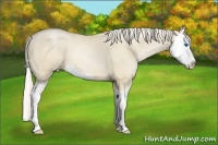 Horse Color:Palomino Pearl Dun Splash