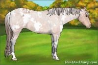 Horse Color:White Spotted Bay Roan Appaloosa
