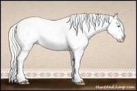 Horse Color:Gold Cream Champagne Pearl Dun Sabino Varnish 