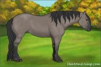 Horse Color:Grullo