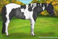 Horse Color:Black Tobiano Rabicano