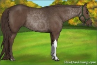 Horse Color:Liver Chestnut Rabicano 