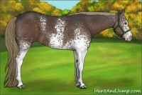 Horse Color:White Spotted Liver Chestnut 