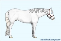 Horse Color:Smoky Creme Sabino Splash Appaloosa 