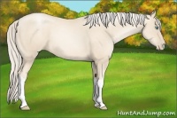 Horse Color:Gold Cream Champagne Pearl 