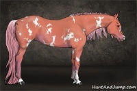 Horse Color:Watercolor White Spotted Chestnut