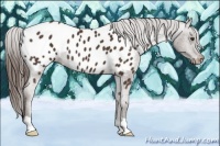 Horse Color:Liver Chestnut Appaloosa 
