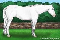 Horse Color:Gray Silver Amber Cream Champagne Pearl 