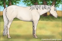 Horse Color:Silver Amber Cream Champagne Pearl 