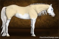 Horse Color:Silver Amber Champagne Dun Splash 