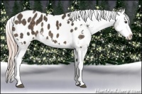Horse Color:Chocolate Palomino Splash Appaloosa 