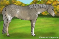 Horse Color:White Spotted Chocolate Palomino