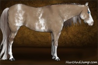 Horse Color:White Spotted Liver Red Dun Splash 