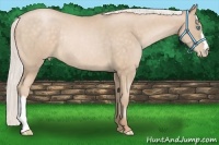 Horse Color:Silver Buckskin Pearl Rabicano