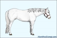 Horse Color:Silver Black Appaloosa