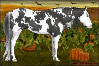 Horse Color:White Spotted Smoky Black Splash 