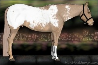 Horse Color:Palomino Appaloosa