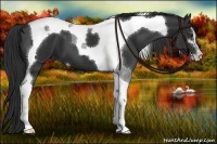 Horse Color:Liver Chestnut Sabino Tobiano 