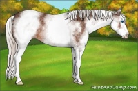 Horse Color:White Spotted Silver Bay Splash 