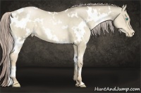 Horse Color:White Spotted Chocolate Palomino Pearl Dun 