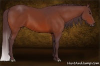 Horse Color:Chocolate Bay 
