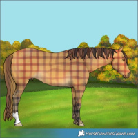 Horse Color:Plaid Buckskin
