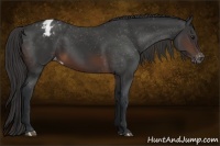Horse Color:Brown Appaloosa 