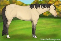 Horse Color:Buckskin Roan Dun 
