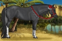 Horse Color:Blue Roan Tobiano