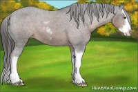 Horse Color:Liver Chestnut Sabino Splash Appaloosa 