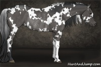 Horse Color:White Spotted Black Rabicano