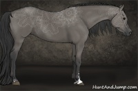 Horse Color:Grullo Sabino Rabicano 