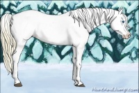 Horse Color:White Spotted Red Dun Splash Appaloosa 