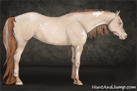 Horse Color:White Spotted Buckskin Pearl 