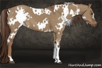 Horse Color:White Spotted Liver Red Dun 