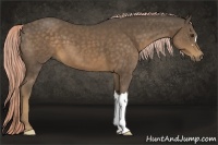 Horse Color:Chocolate Palomino 