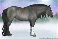 Horse Color:Black Rabicano 